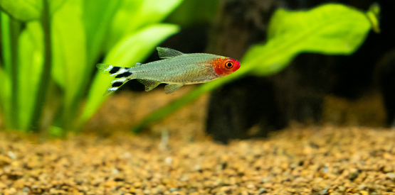 Aquarium Essentials for First-Time Fish Owners