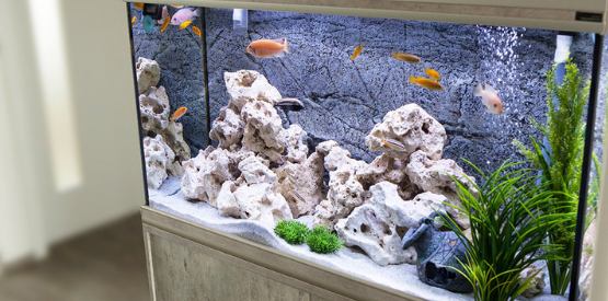 Choosing the right aquarium size