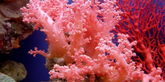 The Saltwater Series: Keeping Healthy Corals